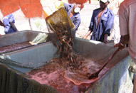 Mozambique : Une compagnie exporte 600 tonnes de crevettes tigrées en Europe