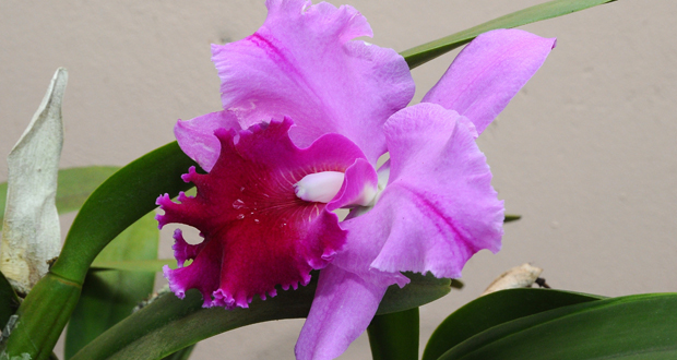 Les orchidées de… Kawshar Sairally