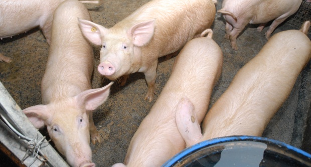 Fièvre porcine: 7 ans plus tard, des éleveurs toujours endettés