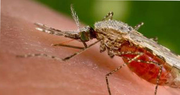 La dengue toujours présente à Mayotte, l'ARS appelle à la vigilance