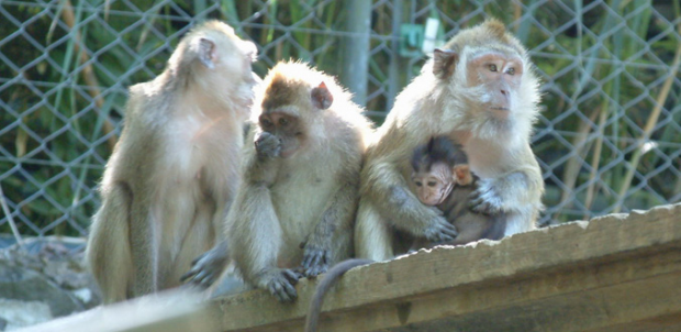  Macaques: la BUAV sonne l’alerte face à l’augmentation du nombre de singes exportés