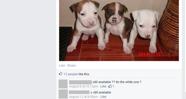  Interdits à Maurice: des chiens dangereux en vente libre sur Facebook