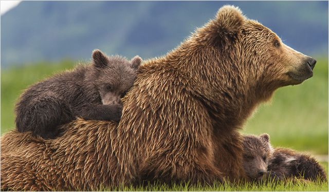 Grizzly: Un documentaire simple et émouvant