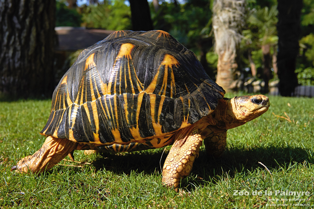 150 tortues étoilées bientôt rapatriées à Madagascar