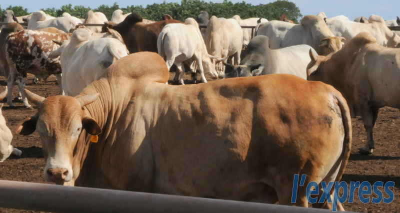 Eid-Ul-Adha: le bœuf acheté à Rs 140 le kilo sera remboursé