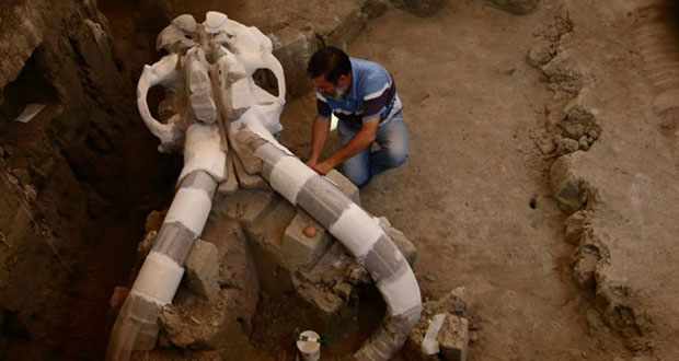 Un mammouth vieux de 14 000 ans sort de terre au Mexique