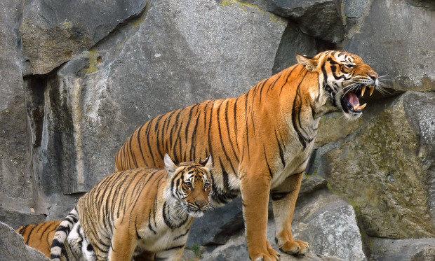 Une femme tuée par un tigre dans un parc chinois