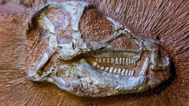 Un petit dinosaure révèle son anatomie cachée grâce aux rayons X