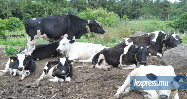 Fièvre aphteuse: les éleveurs rodriguais font état d’une «discrimination»