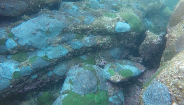  Les coraux continuent de mourir dans la Grande barrière australienne