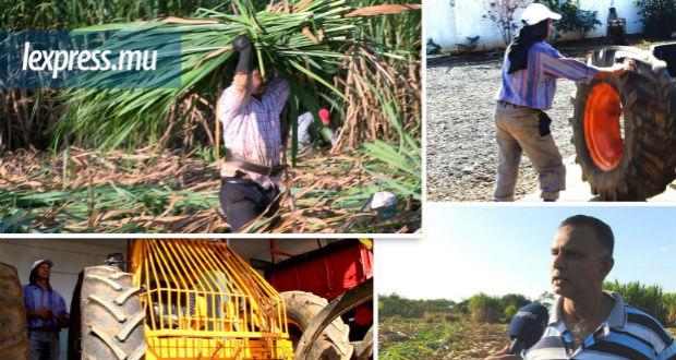 [Vidéo] Récolte de la canne à sucre : ces métiers annexes 