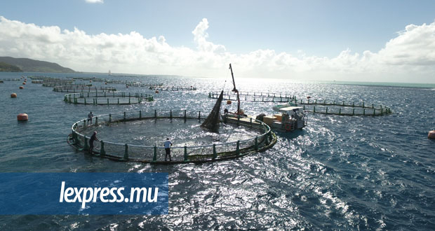 Aquaculture: la Sea Users Association pointe l’ignorance de Koonjoo