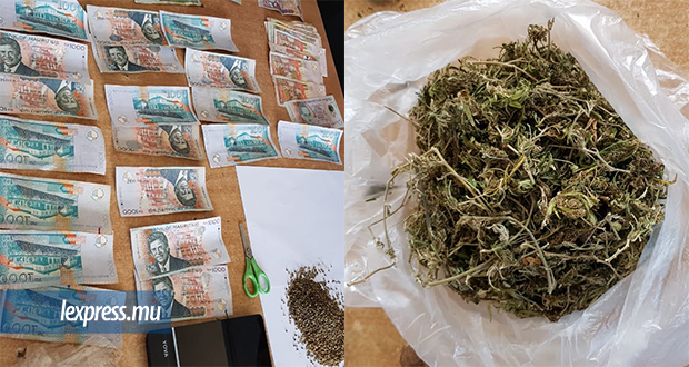 Cannabis: 290 pouliah et 6 355 graines saisis au domicile d’un habitant de Riambel