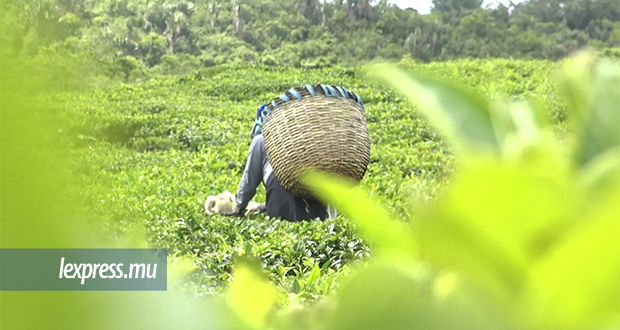 Journée internationale: la relance du secteur théier a un goût de réussite