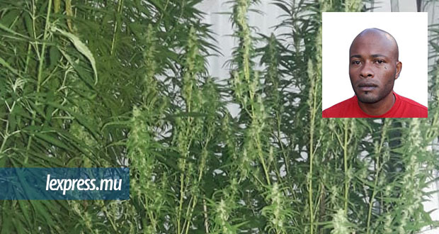 Bois-Marchand: 16 plants de cannabis déracinés, un homme arrêté