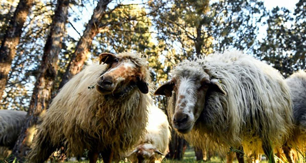 Riambel: un boucher et ses complices volent 12 moutons 