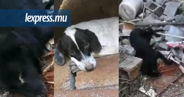 Camp-La-Boue: une dizaine de chiens morts, le «distemper» pas écarté