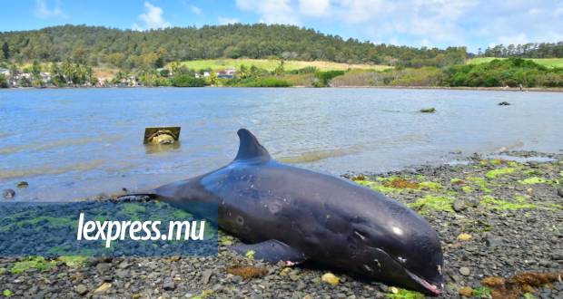 Mort de presque 50 dauphins: la piste des sonars se précise 