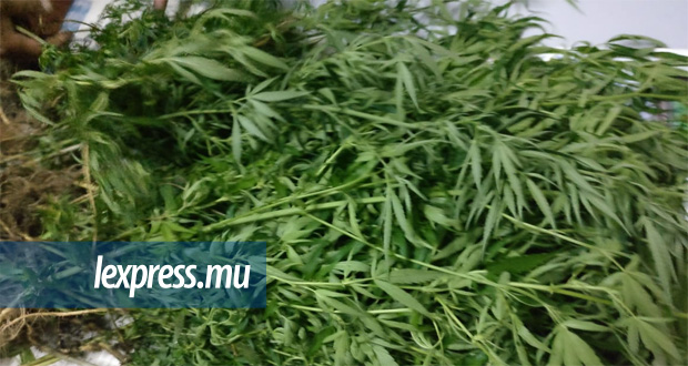 Crève-Cœur: plus de 17 000 plantes de cannabis déracinées