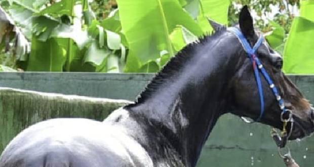 Hippisme: un cas positif de African Horse Sickness dans un centre de quarantaine