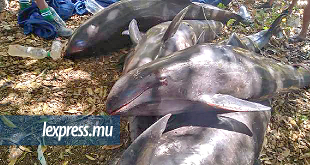 Journée mondiale des dauphins: ces animaux en danger qu’il faut protéger