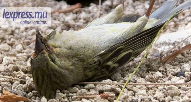 Poisoned birds drop dead at Tamarin