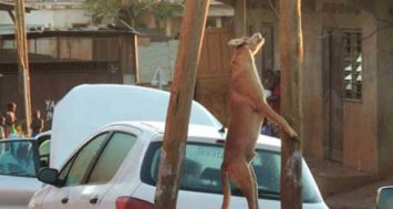 Diffusée sur les réseaux sociaux, la photo d’un chien martyrisé à Mayotte a soulevé une vague d’indignation.