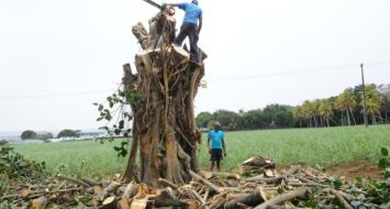 Des employés s’affairant à l’abattage des arbres hier. © PRAKASH RUNJEET