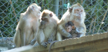 Malgré les efforts de la BUAV, le commerce de macaques pour la recherche pharmaceutique est de plus en plus florissant.