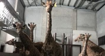 Parmi les nouveaux animaux qu’accueille le Casela, des girafes.