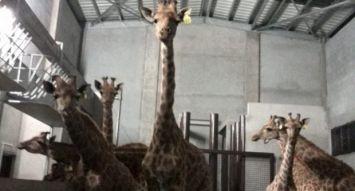 Le parc Casela vient d’accueillir durant ce mois des girafes mais aussi 85 d’autres animaux d’Afrique.