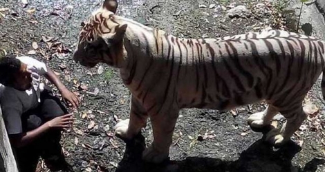 Le jeune homme s’était mis à prier en se trouvant face à un tigre blanc dans un zoo à New Delhi.