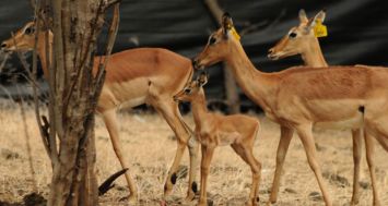 Neuf impalas ainsi que deux blesboks (ci-dessous) sont venus agrandir la famille d’animaux de Casela.