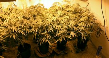 Des plants de cannabis de plus d’un mètre ont été retrouvés dans une maison qui appartiendrait à un policier.  