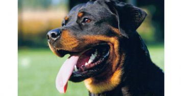 Les Rottweiler pur-sang croisés illégalement se vendent à Rs 20 000.