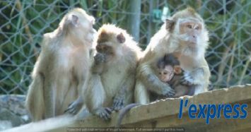 L’an dernier, 8 991 macaques à longues queues ont été exportés vers des laboratoires américains et européens.