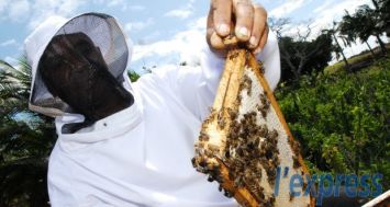 (Photo d'illustration) Des essaims entiers ont été décimés par les varroas, indique un officier du ministère de l’Agro-industrie.