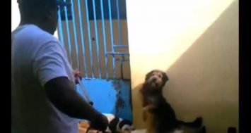Photo extraite de la vidéo diffusée sur le Net. On y voit un employé de la MSAW prodiguer des injections létales aux chiens errants capturés. 