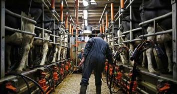 Des agriculteurs ont manifesté jeudi soir en Bretagne pour dénoncer la faiblesse des prix de vente dans la production de viande porcine et de lait à l'appel des syndicats FNSEA et Jeunes agriculteurs. [Photo: Reuters]