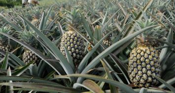 Un champ d’ananas, peu avant la récolte. L’utilisation excessive d’éthéphon, une hormone mûrissante, est décriée par les autorités européennes.