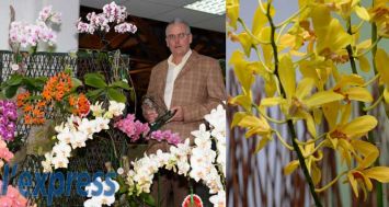 Gervais Fayolle, grand gagnant de la compétition d’orchidées, a raflé neuf récompenses. À droite, le «Best Orchid on Show», le Dendrobium ‘Thongchai Gold’.