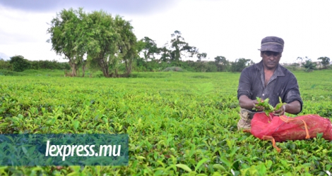 Les cueilleurs de thé percevront Rs 8,44 par kilo de feuilles jusqu’à 30 kilos récoltés. 