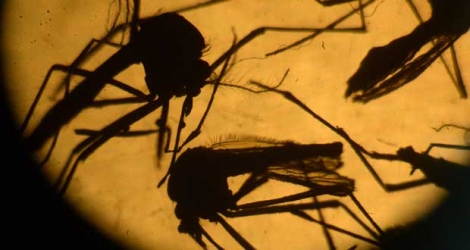 (Photo d’illustration) Le virus Zika est transmis par des moustiques infectés.
