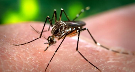 (Photo d’illustration) 70 ans après la découverte du virus Zika chez un singe en Ouganda, il n'existe pas de vaccin, ni de traitement spécifique.
