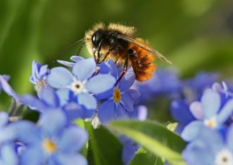 AFP/DPA/AFP/Archives - Le déclin des pollinisateurs comme les abeilles menace une partie de la production agricole mondiale