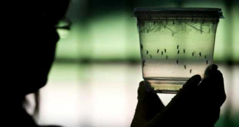 Un chercheur examine des moustiques dans le cadre de recherches sur les épidémies de Zika, à l'université de Sao Paulo le 8 janvier 2016.