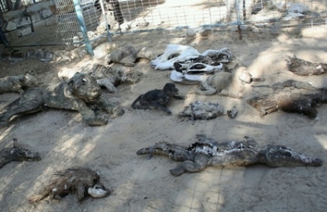Des cadavres d’animaux jonchent le sol du zoo de Khan Younès, dans la bande de Gaza, le 5 mars 2016