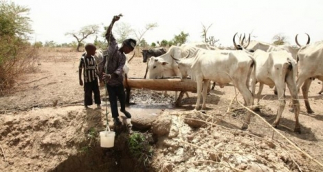 De jeunes éleveurs donnent à boire à leur troupeau au milieu d'une plaine entre Malkohi et Yola au Nigeria, le 7 mai 2015