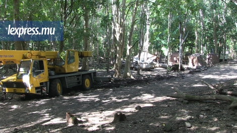 Les branches ont été découpées et entassées pour les besoins du tournage du film «Raabta»