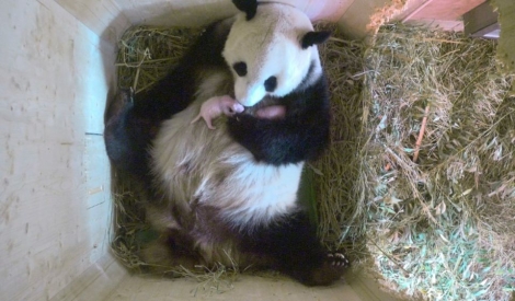 Capture d'écran fournie le 16 août 2016 par le zoo de Schönbrunn à Vienne qui montre le 15 août la maman panda Yang Yang étreignant ses jumeaux nouveaux-nés